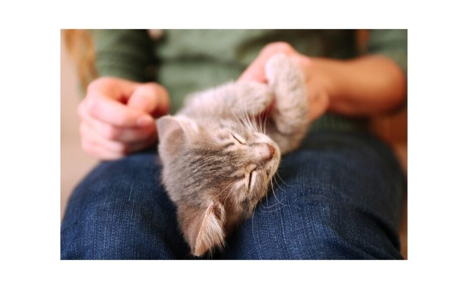 kitten lying on lap