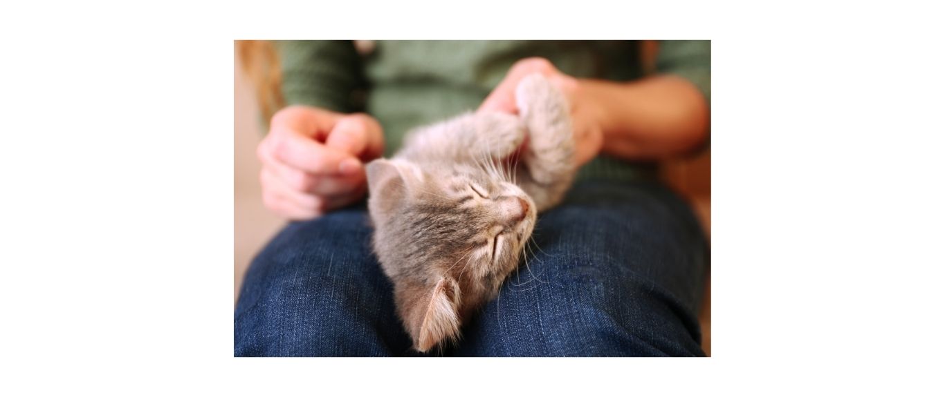 kitten lying on lap