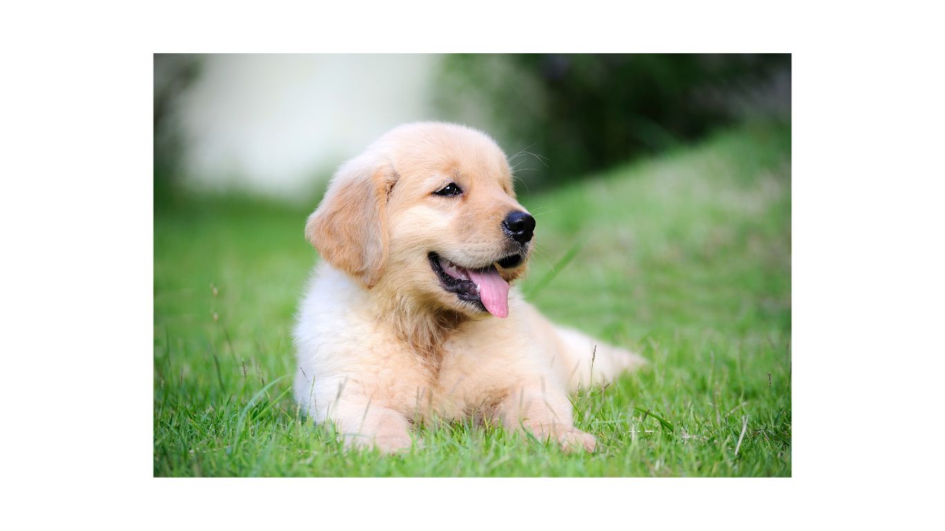 golden retriever puppy lying on grass