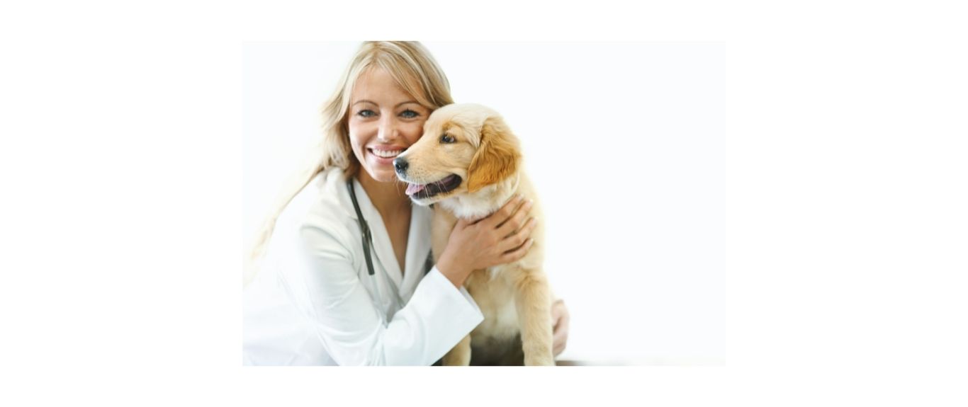 golden retriever puppy with female vet