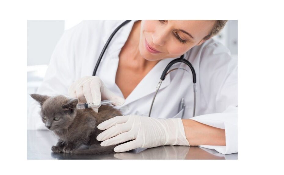 female vet examining a kitten