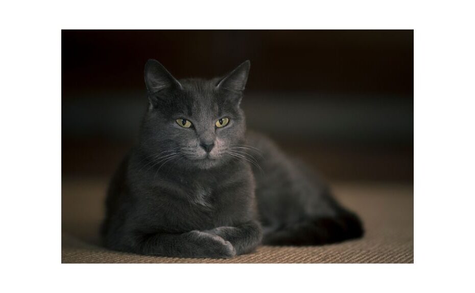 grey cat with green eyes lying indoors