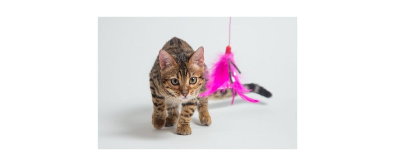 cat hunting pink feather toy