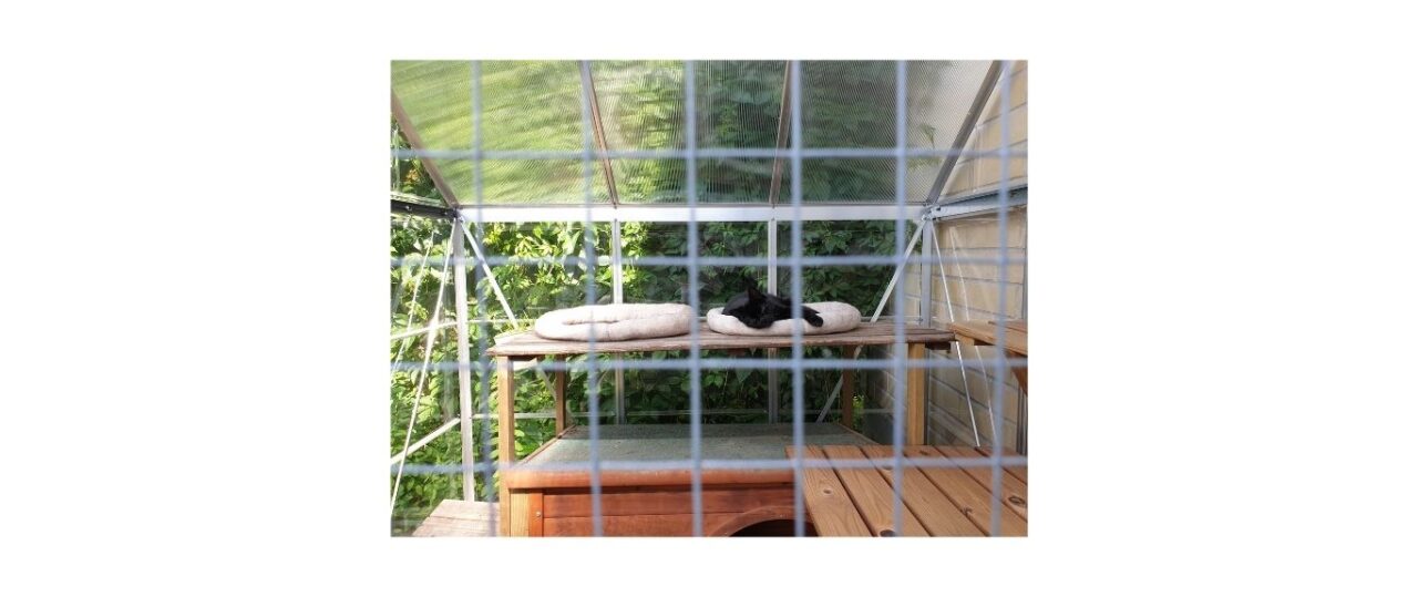 should my cat be indoors only or outdoors - pic of cat in outdoor enclosure