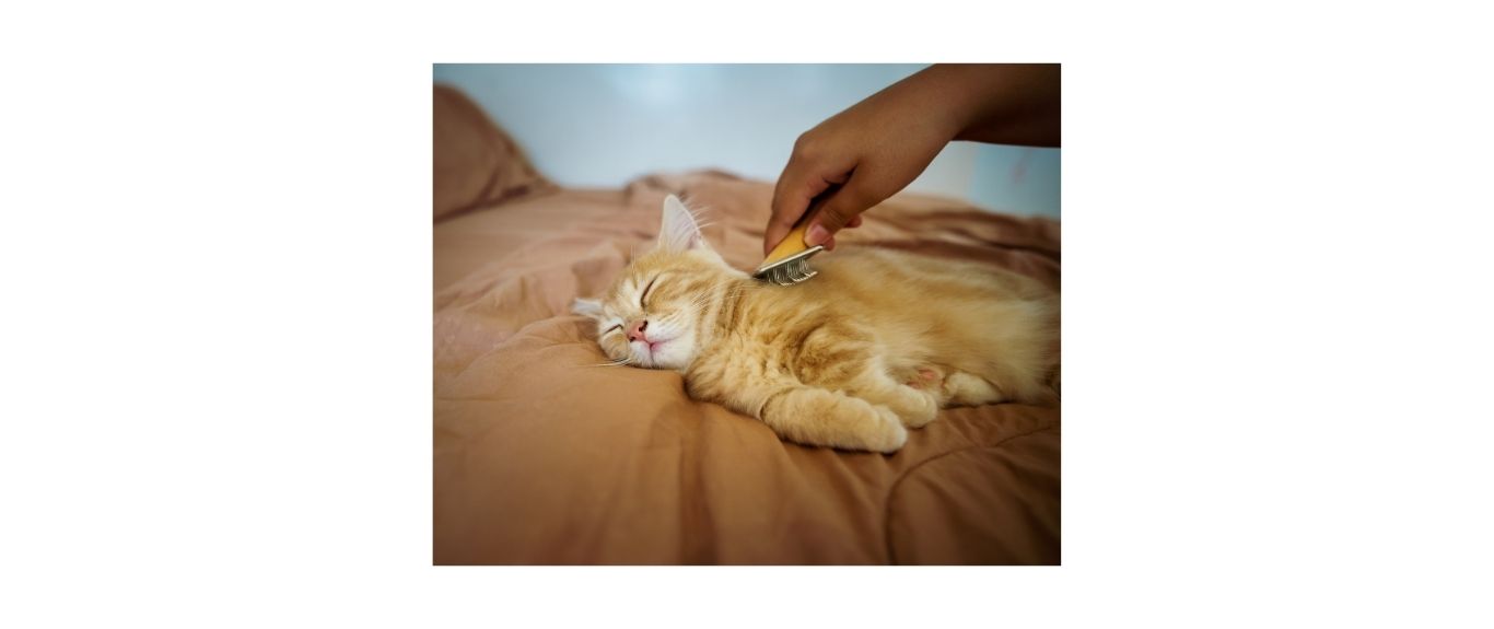 ginger kitten sleeping while being brushed
