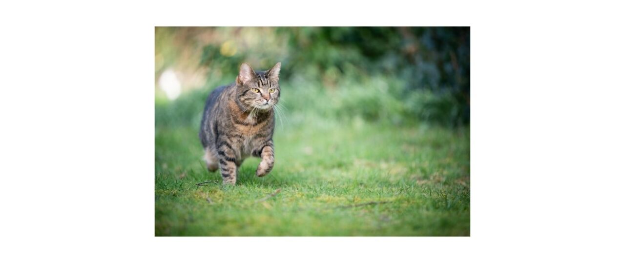 tabby cat running outdoors on grass