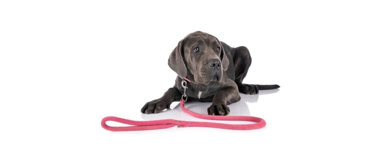 Grey_puppy_with_pink_lead