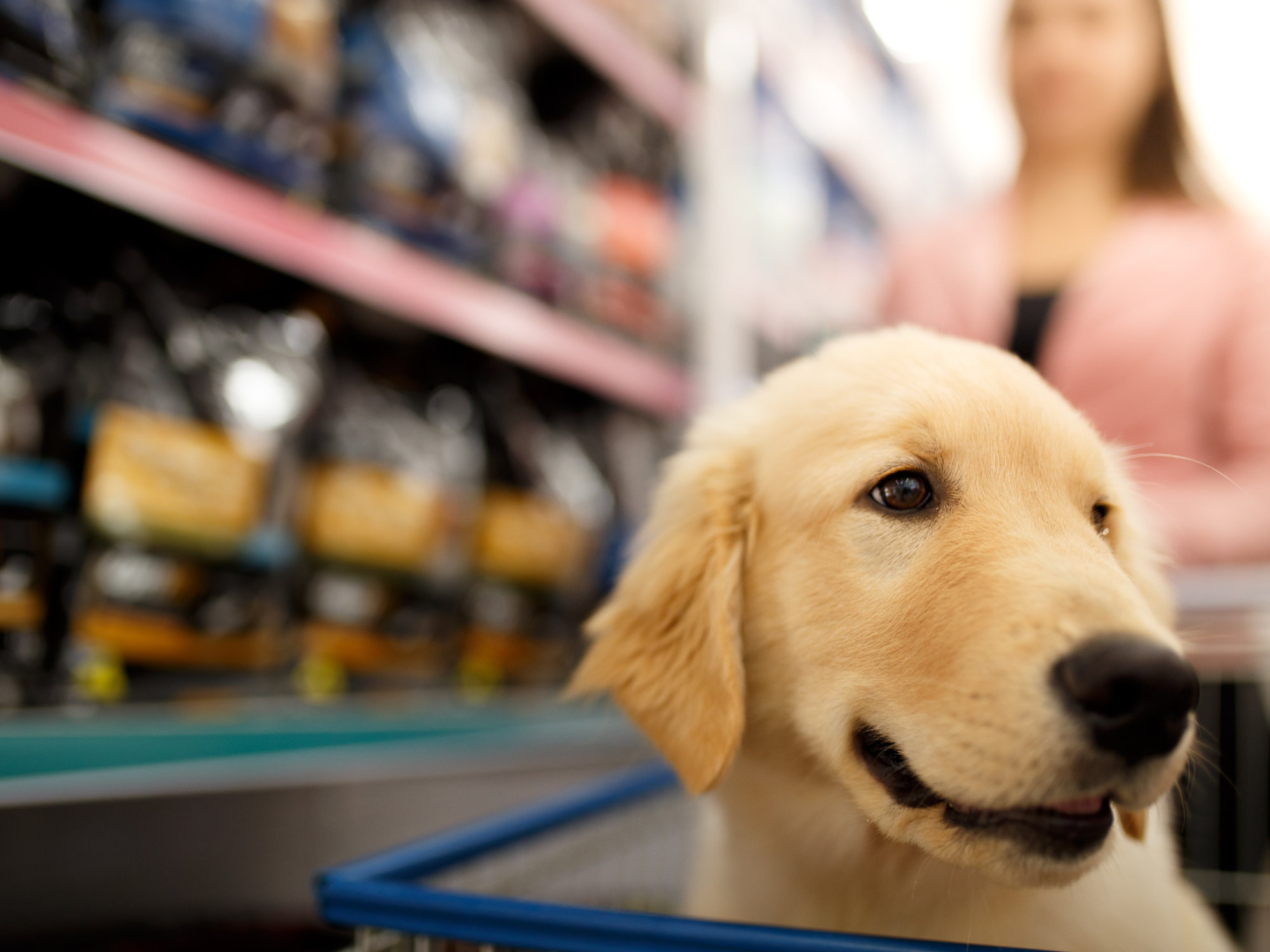 A dog in a cart with its owner shopping for pet products