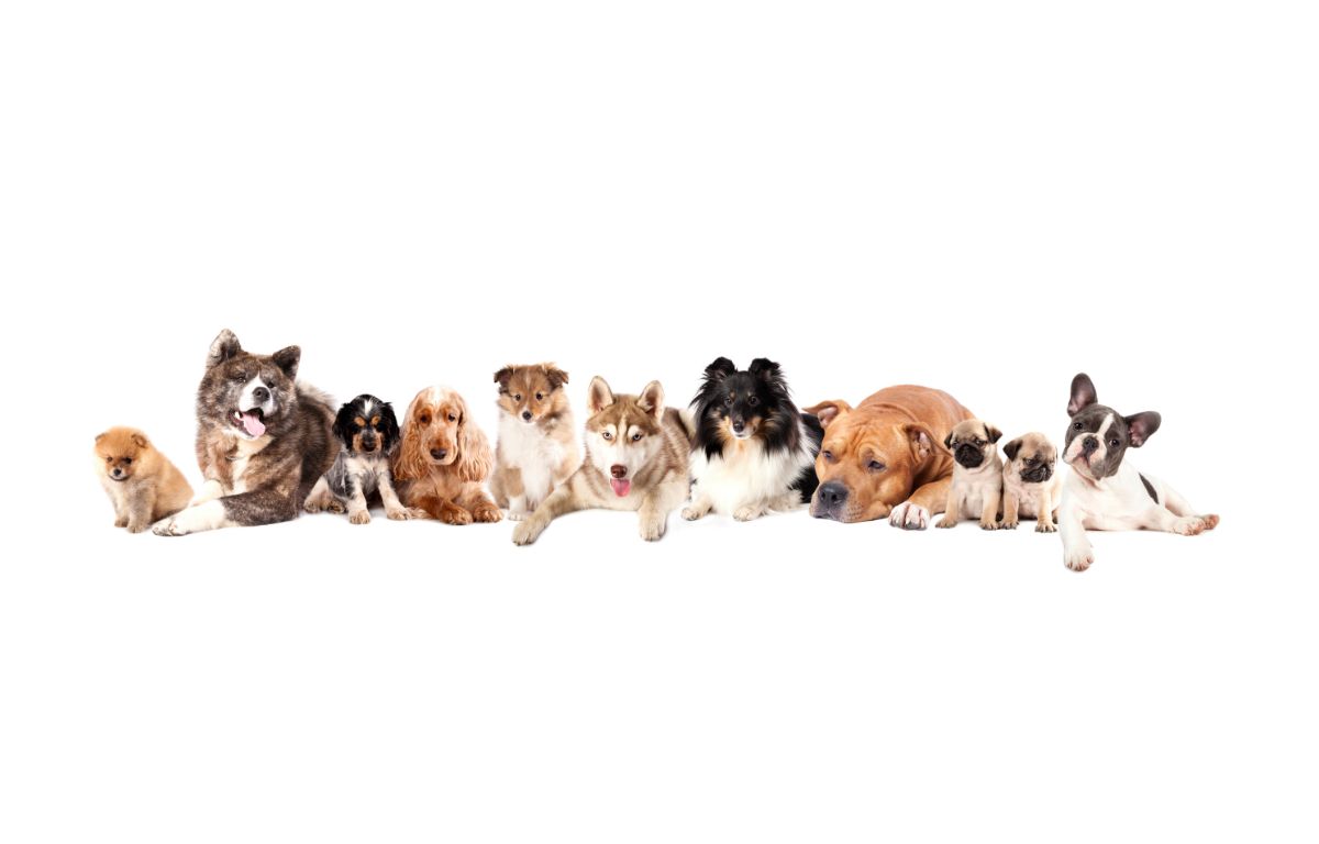 different breeds of puppies all sitting together in a row