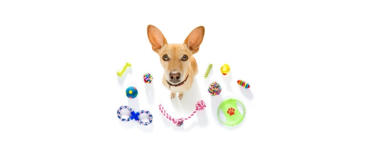 Dog_with_toys, all the things you need for a puppy