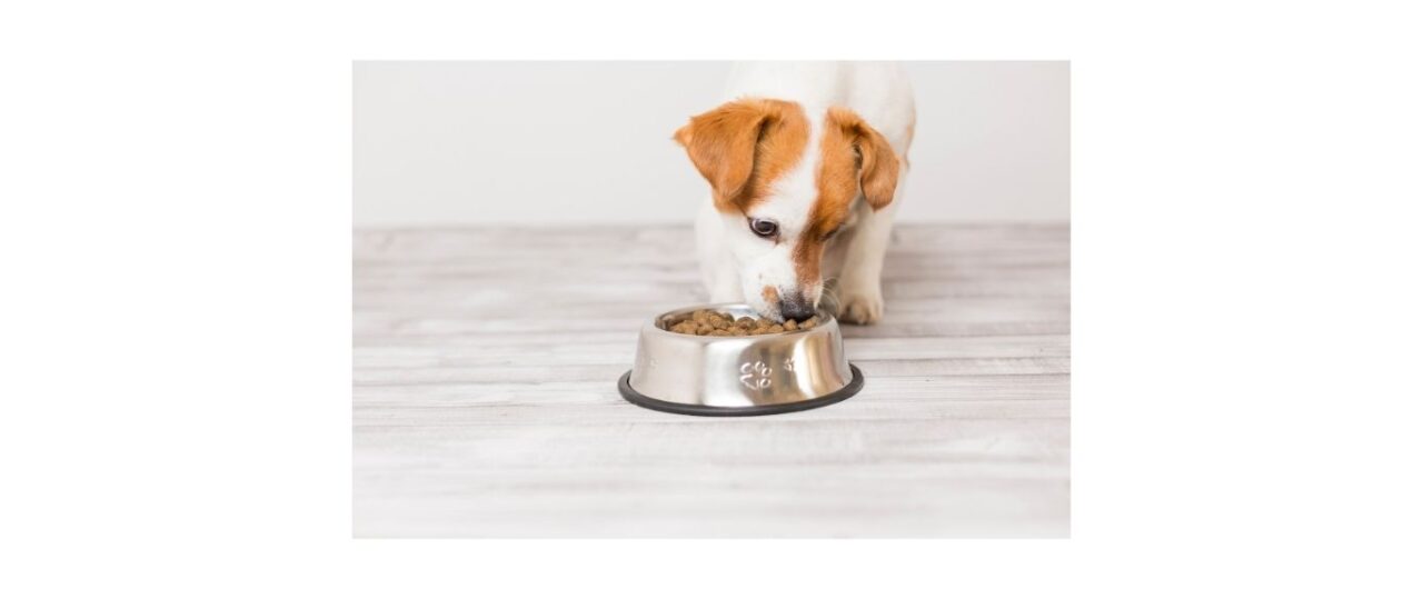 Puppy_eating_from_bowl