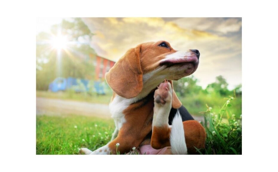 beagle dog with skin irritation scratching in grass