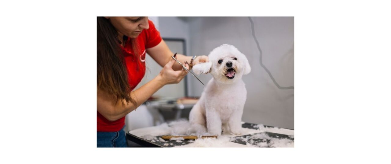 Bichon Frise sitting on table getting groomed by groomer