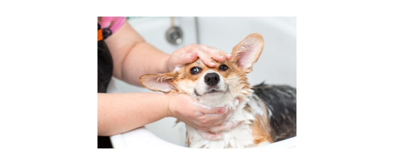 corgi dog getting bathed with shampoo