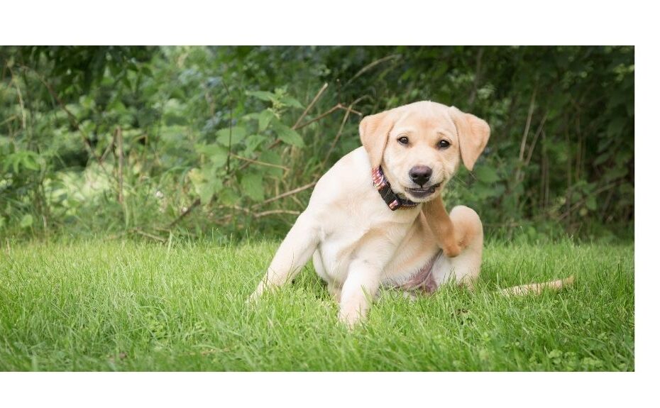Labrador puppy scratching itself on grass