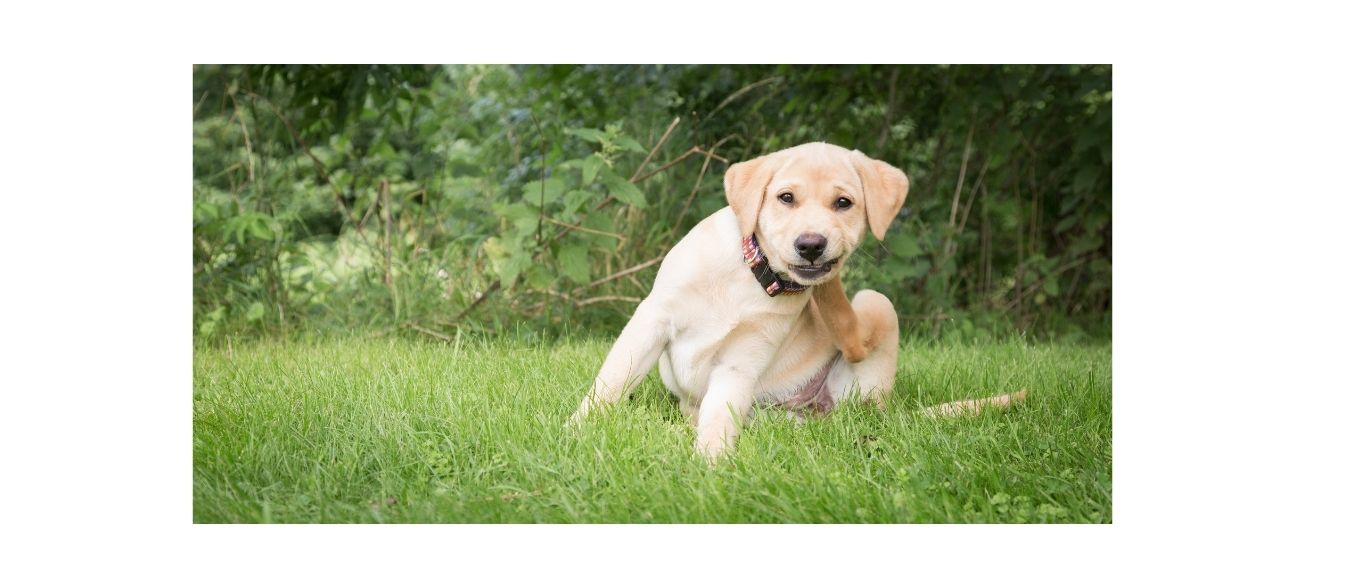 Labrador puppy scratching itself on grass