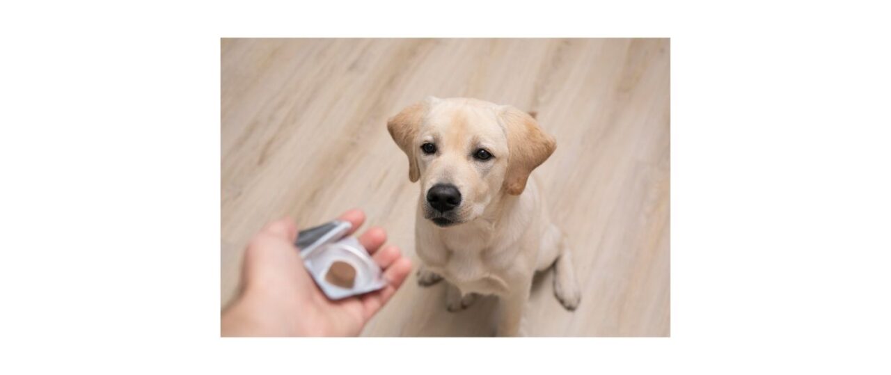 Labrador puppy sitting waiting for tablet in owners hand