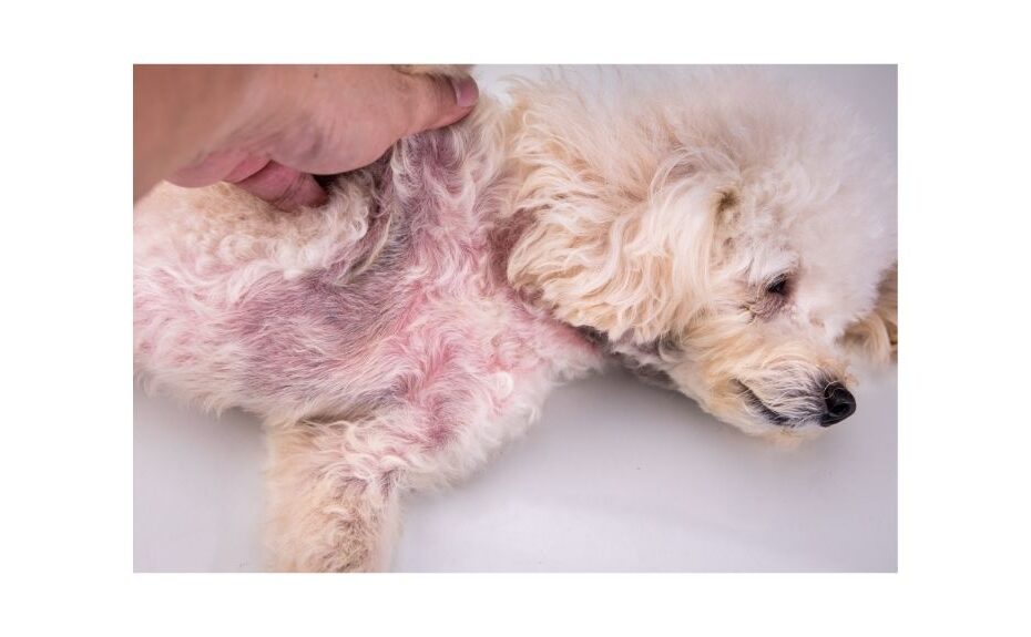 poodle with irritated red skin under front leg and chest
