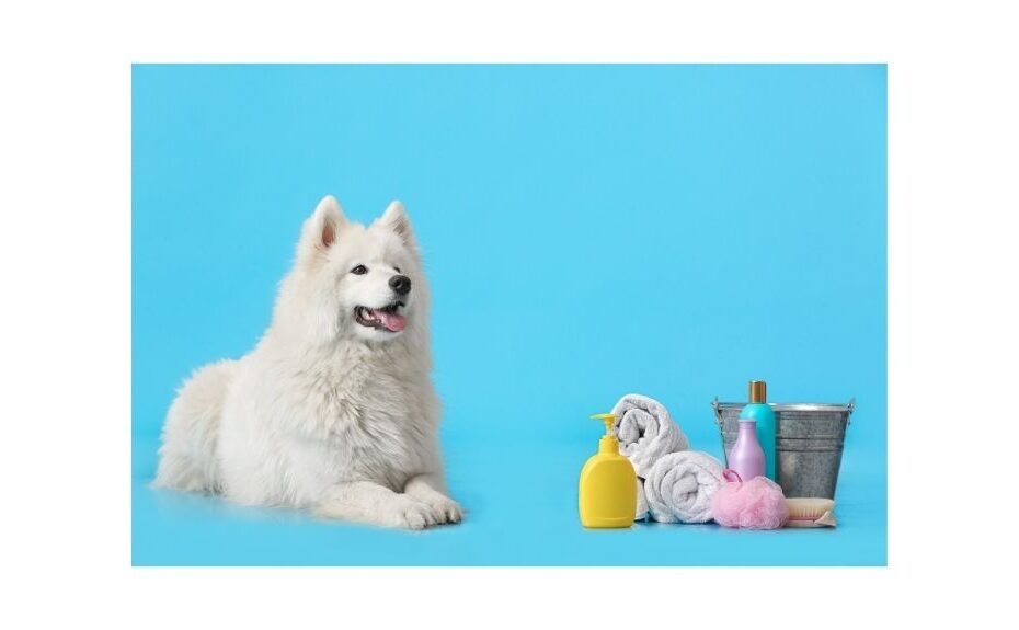 Samoyed dog lying next to shampoo's, bucket and towels ready for a bath