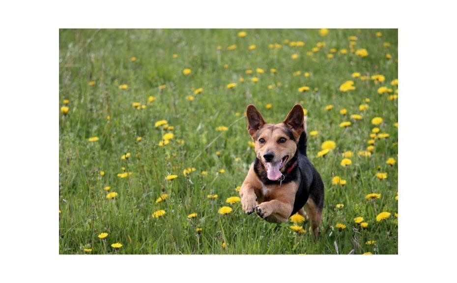 dog running in grass with yellow flowers