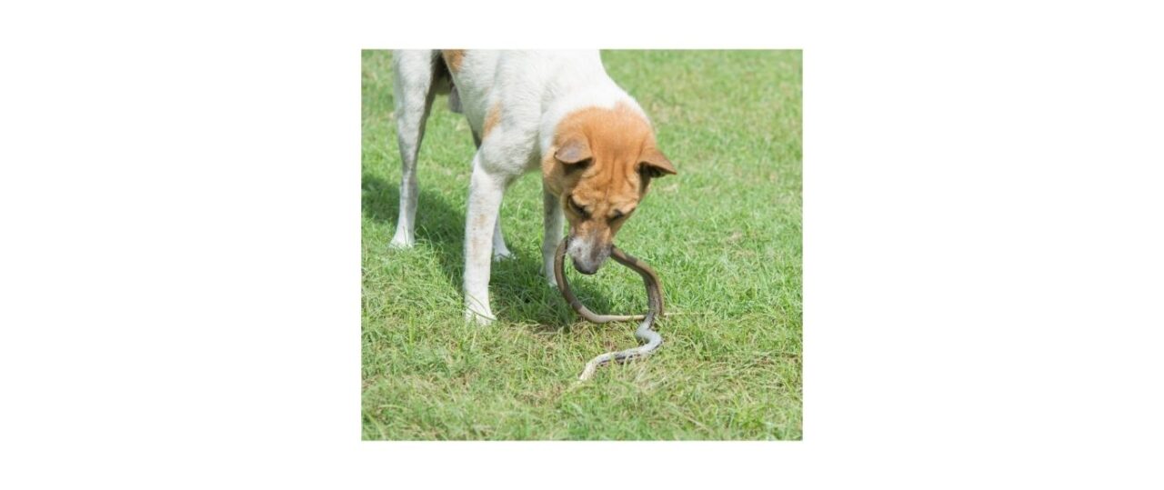 dog with brown snake in mouth
