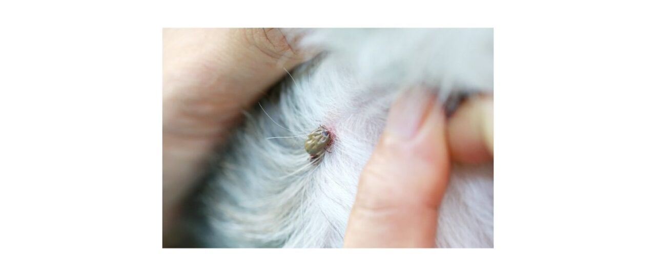 tick attached on dog