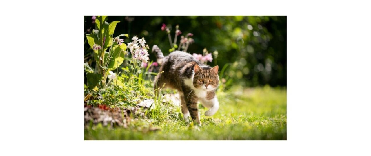 tabby cat walking in bushy garden with plants around it