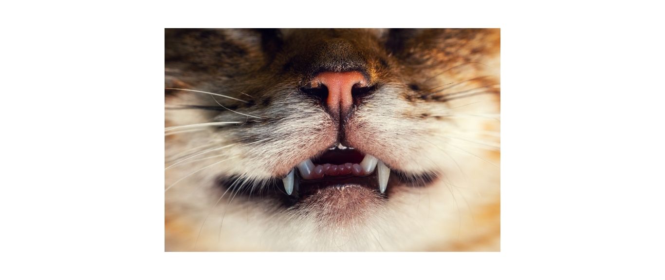 Close up of cats mouth showing front teeth and peach nose