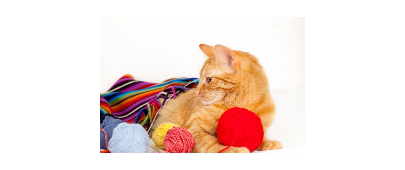 cat lying with balls of wool