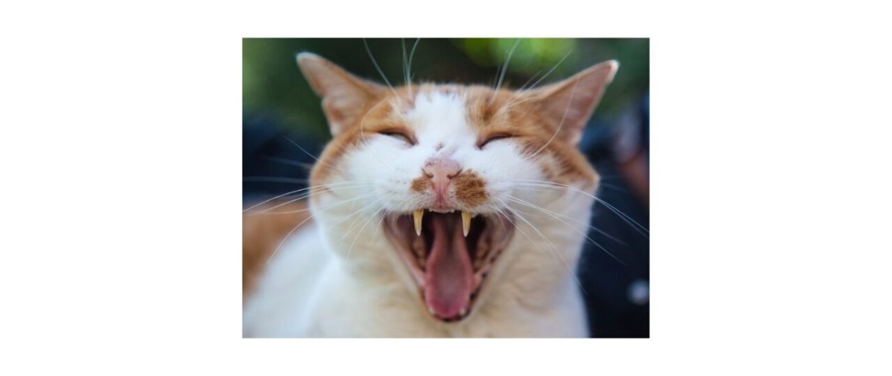 dental disease in cats, ginger and white cat with plaque on teeth