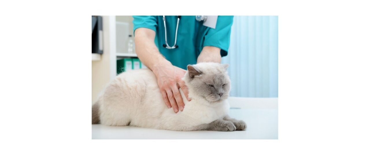 birman cat getting examined by vet on vet's table