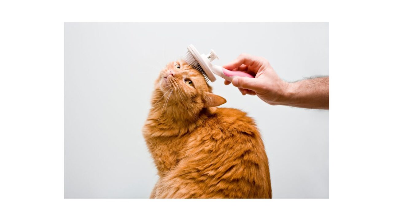 ginger cat getting brushed