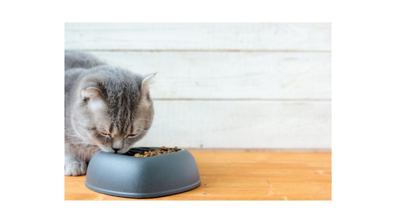 grey tabby cat eating kibble form blue/grey bowl on wooden floor
