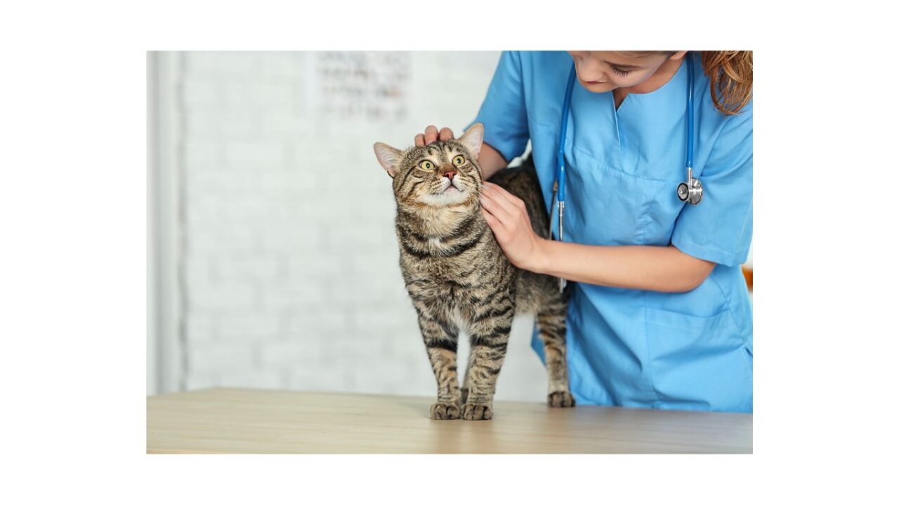 tabby cat getting check up at vet with female vet