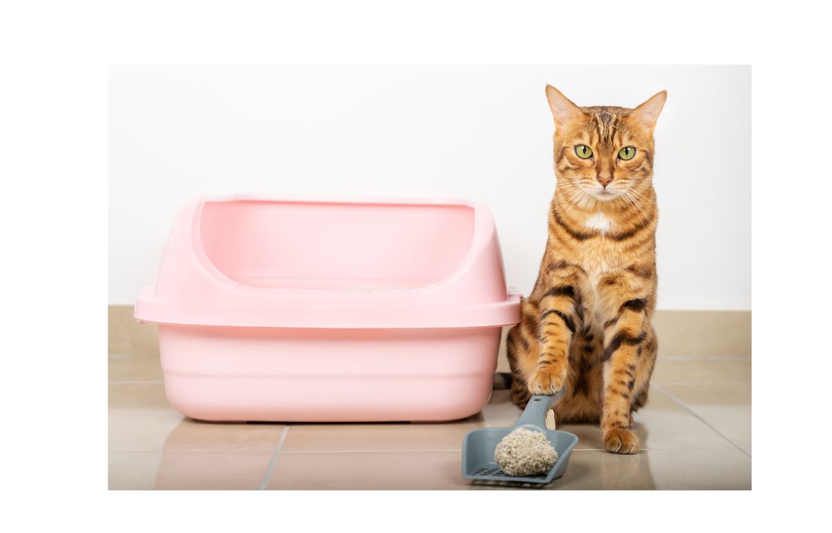 cat_sitting_next to_pink_litter-tray