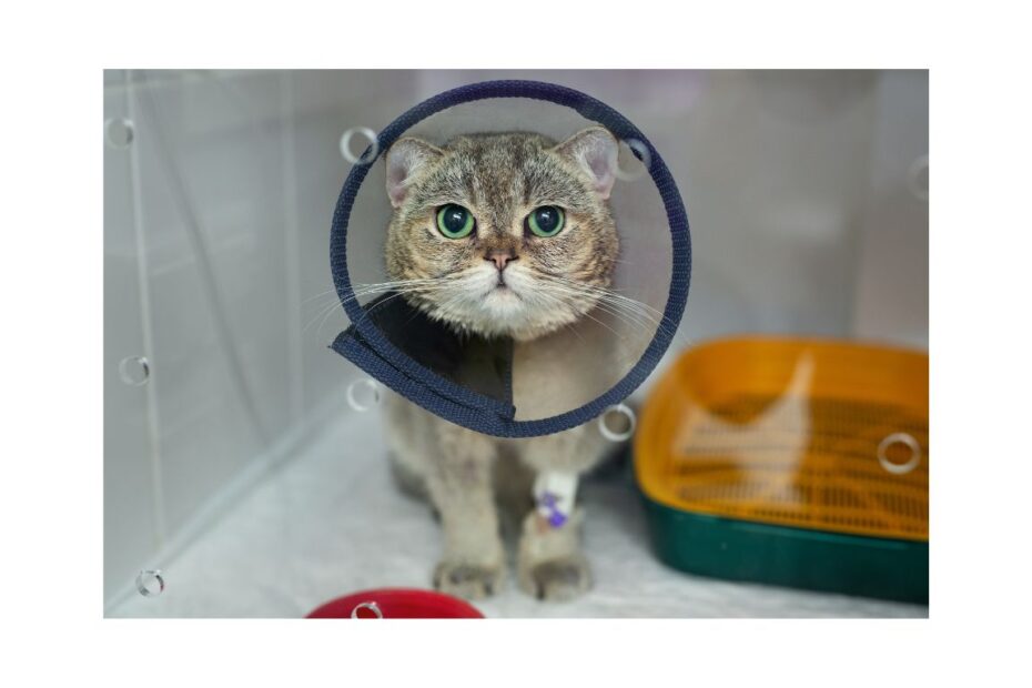 cat wearing cone in cage in hospital
