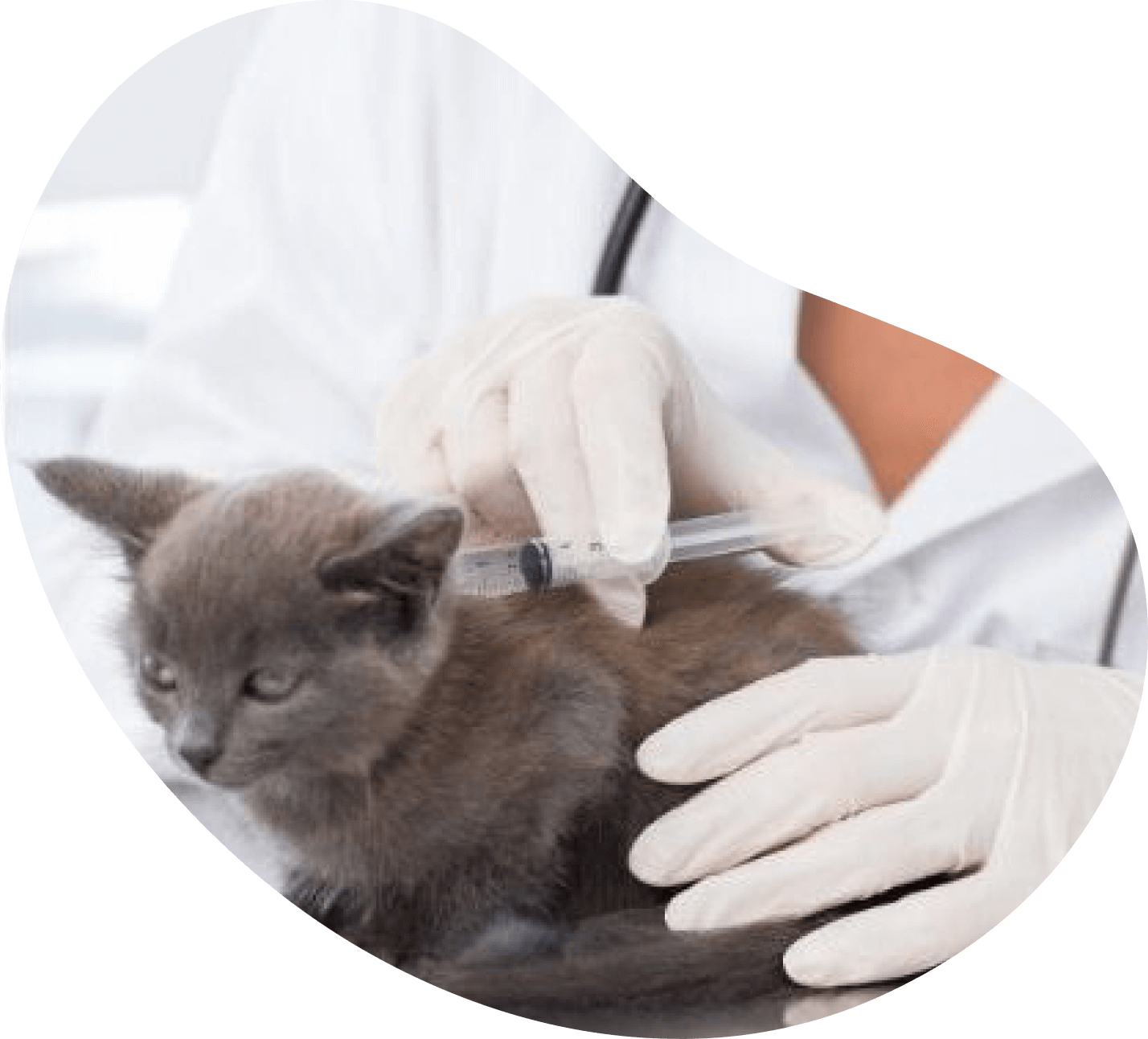 Blog Pet Circle Insurance